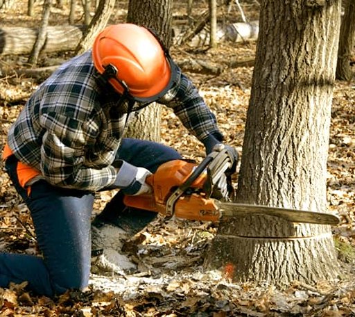 Tree Removal in Kirvin, TX